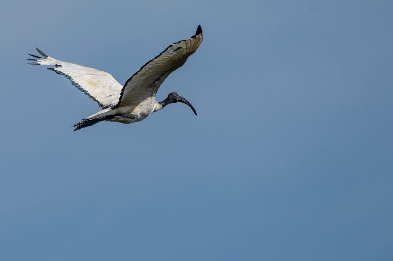 Ibis sacré